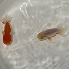 らんちゅう