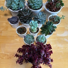 多肉植物差し上げます！第三弾！