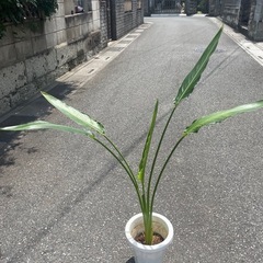 観葉植物　ストレチア・レギネ