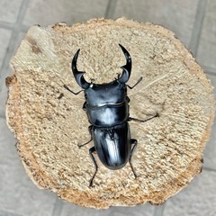 美形‼️即ブリOK㊴国産オオクワガタ♂55mmペアの画像