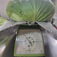 荒尾産キャベツ約1800g
