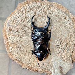 美形‼️即ブリOK㊴国産オオクワガタ♂55mmペアの画像