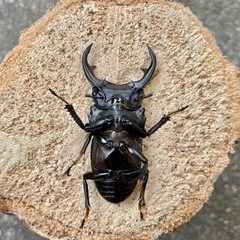 R7⑬国産オオクワガタ♂57mmペアの画像