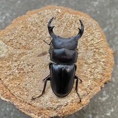 R7⑬国産オオクワガタ♂57mmペアの画像