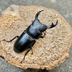 R7⑬国産オオクワガタ♂57mmペア