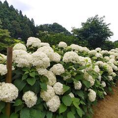 ✨あじさい見に行きませんか✨ - 日野市