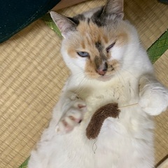三毛猫　里親募集