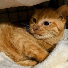 おっとり茶トラ猫ちゃん - 名古屋市