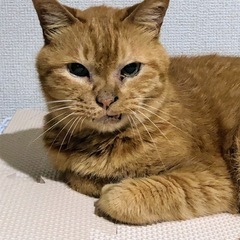 おっとり茶トラ猫ちゃん