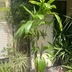 ランキングキーワードに紐づく投稿画像-観葉植物