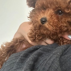 トイプードル