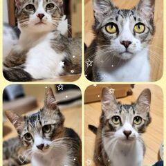 １歳未満　かわいそうな経験をした兄弟のポッキーとポテチ【6月22...