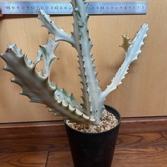 ユーフォルビア　ホワイトゴーストの画像