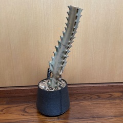 ユーフォルビア　ホワイトゴースト 2の画像