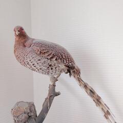 鳥の剥製　キジの画像
