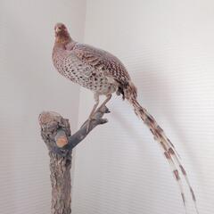 鳥の剥製　キジ