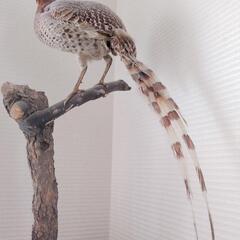 鳥の剥製　キジの画像