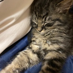 【急募】ペルシャ♀×雑種♂の子猫♂の里親募集