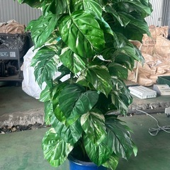 観葉植物 造花