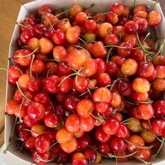 (決まりました)さくらんぼ🍒紅秀峰、今日お取引き限定