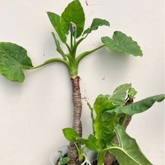 観葉植物　クワズイモ　アロカシア2鉢セット