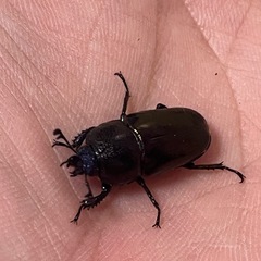 パプアキンイロクワガタ　特価！の画像