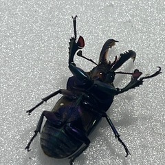 パプアキンイロクワガタ　特価！の画像