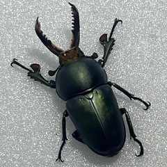 パプアキンイロクワガタ　特価！の画像