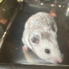 ハムスター(オス)