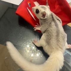 モモンガ