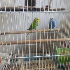 セキセイインコ  2羽