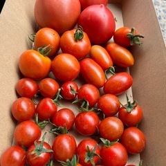 無農薬トマト🍅🍅🍅🍅1キロ
