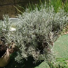【無料】カレープラント鉢植え差し上げますの画像