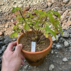 紫陽花の満点星の画像