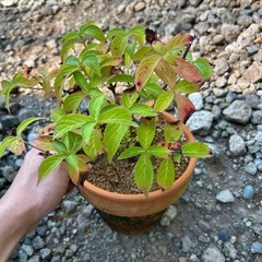 紫陽花の満点星の画像