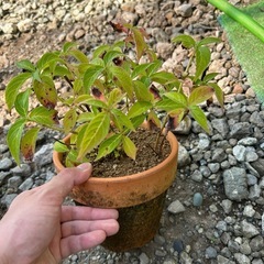 紫陽花の満点星の画像