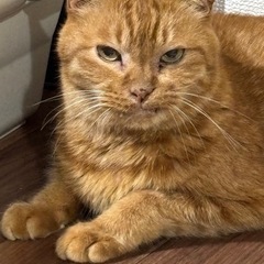 おっとり茶トラ猫ちゃん - 猫
