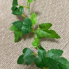 インテリア　造花　観葉植物　の画像