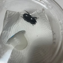 本土ヒラタペアの画像