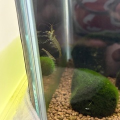 ミナミヌマエビ10匹