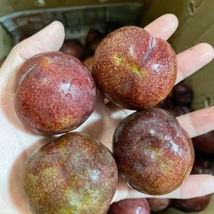 奄美大島スモモ