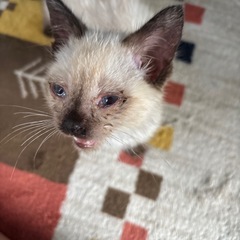 生後1ヵ月半　シャム風オス猫
