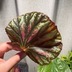 ランキングキーワードに紐づく投稿画像-観葉植物