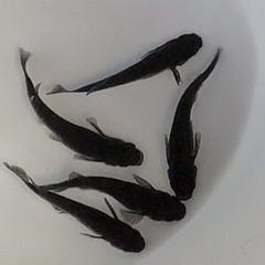 【現物】🌟2ぺア+1匹　1,500円🌟🐦‍⬛漆黒のオロチめだか🌈成魚メダカの画像