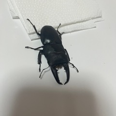 本土ヒラタクワガタペアの画像