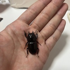 本土ヒラタクワガタペアの画像