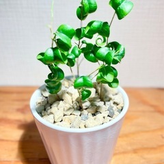 🉐値下！陶器鉢付！クルクル葉のオシャレな観葉植物！複数植え！！成長が楽しみ！の画像
