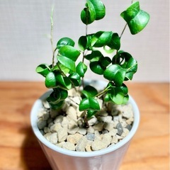 🉐値下！陶器鉢付！クルクル葉のオシャレな観葉植物！複数植え！！成長が楽しみ！の画像
