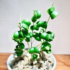 🉐値下！陶器鉢付！クルクル葉のオシャレな観葉植物！複数植え！！成長が楽しみ！の画像