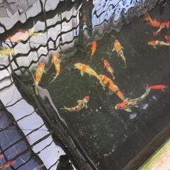 錦鯉の画像
